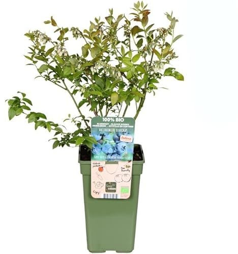 Vaccinium Corymbosum - Arándano Planta Natural - Árbol Arándano para Cultivar en Casa