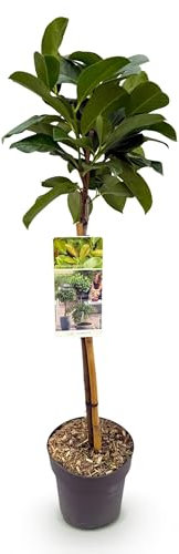 Prunus lauroverasus Etna - Pianta da appoggio - Pianta da terrazzo - Sempreverde - Bassa manutenzione - 80-90cm - Ø19cm - Pianta da giardino