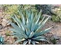 5 Samen von Agave chrysantha HARDY AGAVE Seeds