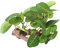 Mya 1Pc Plantes Artificielles Terrarium Reptile Habitat Artificielle Plante en Plastique pour Décoration D'ornement D'aquarium
