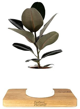 Rubber Plant Ficus Abidjan in a 12cm Pot - Indoor House Plant with Vibrant Foliage