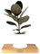 Rubber Plant Ficus Abidjan in a 12cm Pot - Indoor House Plant with Vibrant Foliage