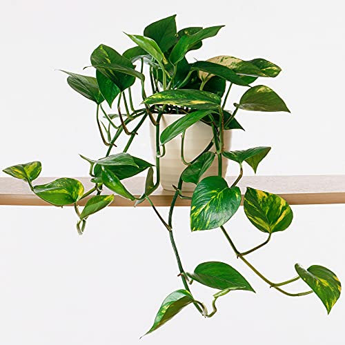 GardenersDream Hängepflanze im Hängekorb (Epipremnum Pinnatum Aureum) - Echte Pflanzen für Drinnen - Topf Zimmerpflanzen - Pothos Pflanze Hängend - Efeutute Zimmerpflanze Hängend - Indoor Plants