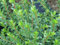 Pernettya mucronata - Torfmyrte - männlich - immergrüne Pflanze