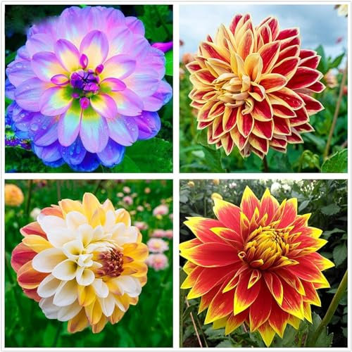 Dahlien zwiebeln,Winterhart Mehrjährig,Stauden,lange Blütezeit, farbenfroh,Zierpflanzen für den Innen- und Außenbereich,kältebeständig,dahlien knollen winterhart groß.-8zwiebeln-B