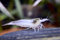 Snow White Amano Garnele - Caridina multidentata VAR. Snow - Rarität und gegen Algen im Aquarium