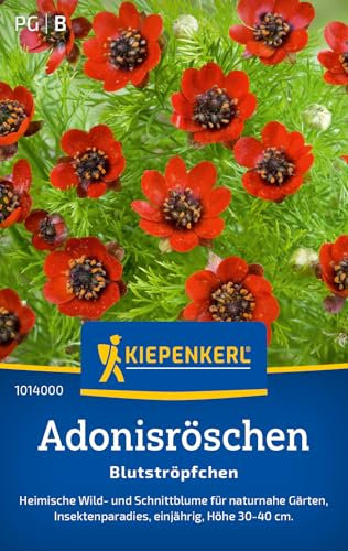 Kiepenkerl Adonisröschensamen Blutströpfchen 1014000 - heimische Schnitt- und Wildblume für naturnahe Gärten - Insektenmagnet - Saatgut, Samen Adonisröschen