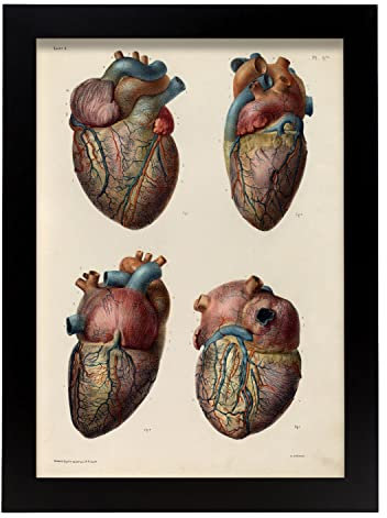 Nacnic Arterien und Venen Poster. Dekorative Illustrationen der Anatomie und Medizin im Vintage-Stil. Innenarchitektur und Dekoration. A4, ungerahmt.