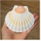 Coquillage naturel de coquille de noix de Conque， Coquilles Saint-Jacques bicolores de grande taille 10 à 11 cm Coquillages naturels de grande taille provenant de la mer Coquillages de plage for l'art