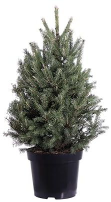 eGarden.store - Pianta vera di Abete Picea Glauca Super Green - Altezza pianta: 80 cm Diametro vaso: 28 cm - Conifera resistente e facile da coltivare all'esterno