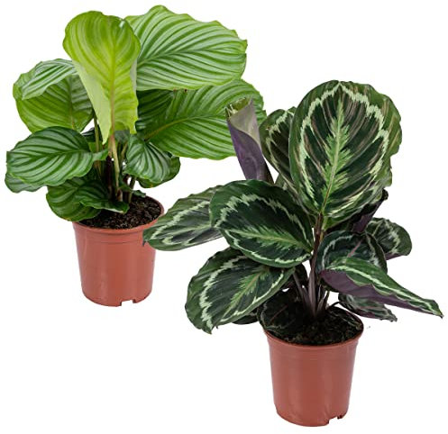 Bloomique - 2er-Set Calathea - Medaillon und Orbifolia - Pfauenpflanze - Zimmerpflanzen - Luftreinigend - Tierfreundlich - 40-50 cm Hoch - Topf 14 cm