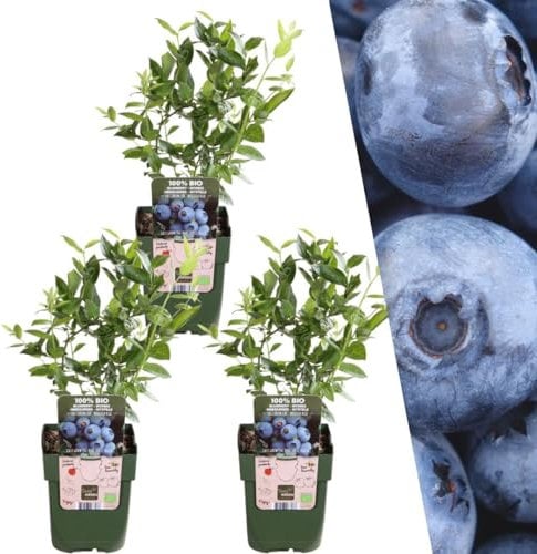 Plants by Frank | 3 piante di mirtillo | piante di mirtillo | Piante da frutto biologiche al 100% | mirtilli | piante da giardino resistenti all'inverno