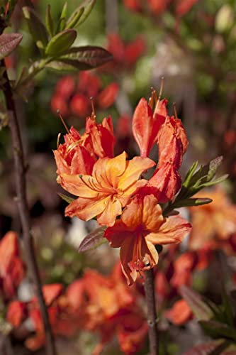 Rhododendron luteum 'Rumba' 40-50 cm - Azalee, leuchtend gelbe Blüten, Blütezeit Mai-Juni, ideal für Kübel und Rabatten, winterhart, bienenfreundlich