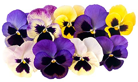 Bedding Plants - Viola F1 Mixed Selection 'Sorbet Select XP' - 20 x Full Plant Pack - Viola Plants - Premium Quality Plants