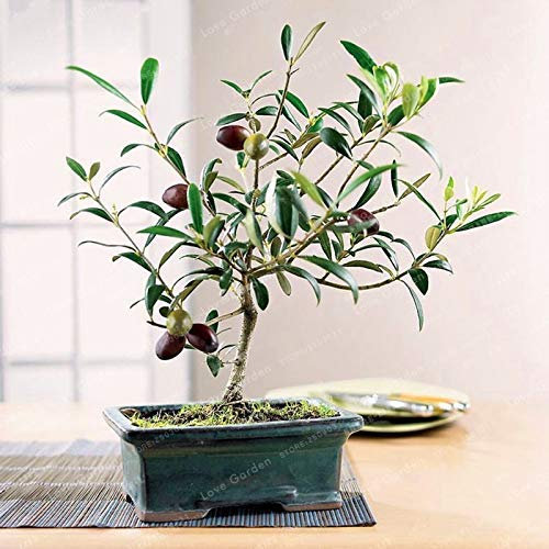 Bloom Green Co. Raro Mini Olivo Bonsai Bonsai Esotica Fresca Albero Bonsai (Olea europaea) Olivo Olivo Bonsai Accessori da giardino Confezione da 10