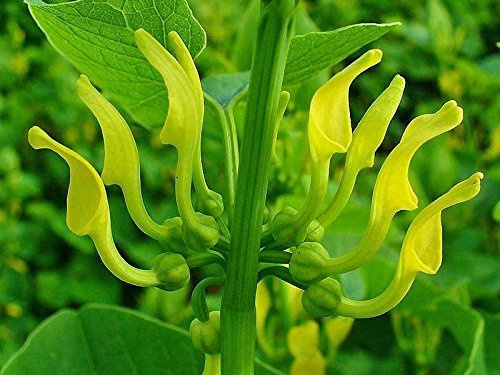 Aristolochia clematitis | Birthwort Europeo | asarabacca | 10_Seeds