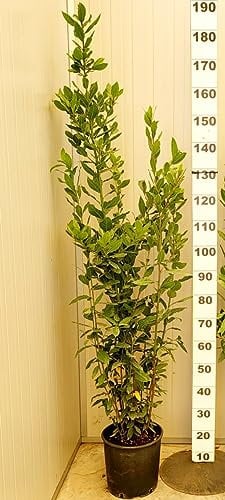 POWERS TO FLOWERS - LAURO, LAUROCERASO SET 15 PIANTE, PIANTA PER SIEPE, VASO 24CM DIAMETRO, ALTEZZA MINIMA 140CM, piante vere