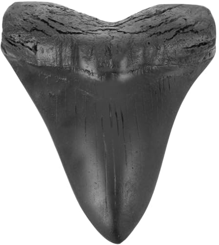 MAGICLULU Megalodon-Zahnfossil Haifischzähne Haifischzahn Sammlerstück Megalodon-Haiezahn Megalodon-Zähne deko Modelle Ornament Probe Schreibtisch Handhaben Graben Replik Student Figur Harz