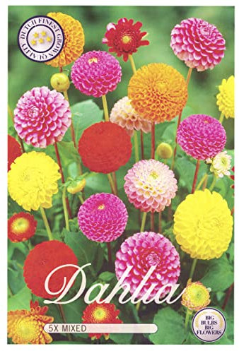Sommerblumen Dahlien Knollen Blumenzwiebeln Mix Dahlia Bunte Auswahl im Mix für Sommer Blume Knolle Blumezwiebel Set Bunte Blüten mehrjährig (5x Dahlien Pompon)