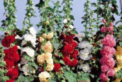 Stk - 65x Stockrose Chaters Double Saatgut Garten Pflanzen - Samen K336 - Seeds & Plants Shop by Ipsa