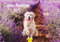 Edition Seidel Premium Kalender Golden Retriever 2025 Format DIN A4 Wandkalender Hundekalender Hund Welpe Hunderasse Haustier