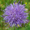 6 x Sandglöckchen Blaulicht - Jasione Laevis Topf 9x9cm: Bodendeckende Pflanze mit blauen Blüten, ideal für sonnige Standorte.