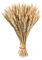 Qihuyi 100 Stück Weizenähren getrocknete Blumen, Goldener natürlicher Weizen Blumenstrauß Bündel künstliche Blumen, Getrocknete Weizengarben Bündel für Vase Bauernhaus Home Hochzeit Tisch Home Decor