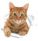 HEMOTON Décor Chat Roux Autocollants 3d Pour Les Enfants Autocollants De Toilette 3d Fond D'écran D'animaux Embellissements Appliqués Ours Stickers Animal Se Soucier Bureau Stickers Muraux