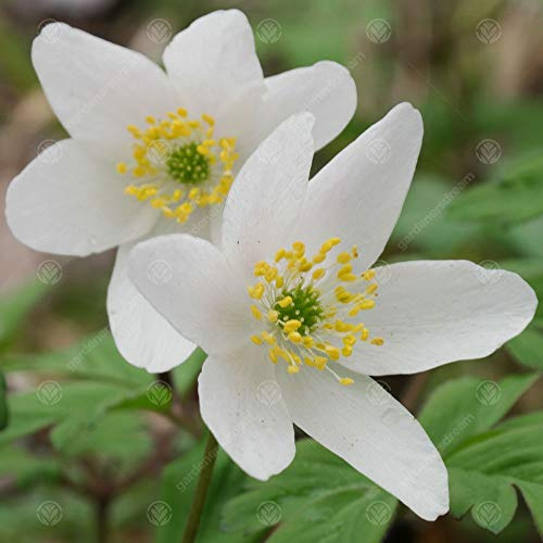 Gardeners Dream Anemonen Zwiebeln 'Nemorosa' (5 Stk.) - Buschwindröschen Bodendecker Winterhart Mehrjährig - Blumenzwiebeln Frühling Rhizome Ideal als Balkon Pflanzen, Garten Pflanzen usw.