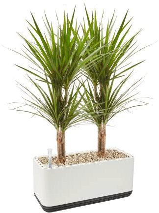 AIRY System L inkl. 2 Drachenbäumen & Airy Base Substrat • Natürlicher Luftreiniger eliminiert Schadstoffe, Allergene & Gerüche • Für Räume mit ca. 30qm • Made in Germany, 3305-602 weiss-anthrazit