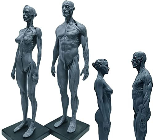 UIGJIOG 1/6 (30 cm) Kunstharz Mensch Anatomische Schaufensterpuppe Männlich Weiblich Anatomie Schädel Kopf Körpermodell Muskelknochenmodell 2 Stück Grau Kunstunterricht Halb Muskel Halb Haut