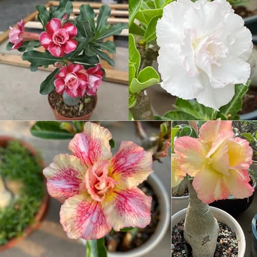 8 pcs wüstenrose samen blumensamen geschenk gartenpflanzen winterhart mehrjährig saatgut blumensamen mehrjährig winterhart zimmerpflanze garten pflanzen wüstenrose pflanze im topf