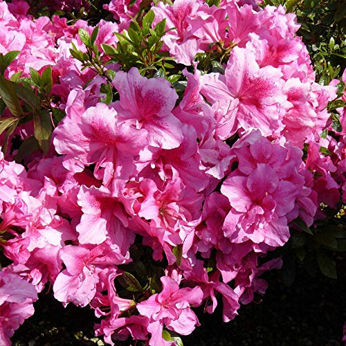 Thompson & Morgan Hardy Rhododendron 'George Hyde' Evergreen Flowering Shrub, Ideal for Patios, Exotic, Woodland & Low Maintenance Gardens (1 x 3 Litre Pot)