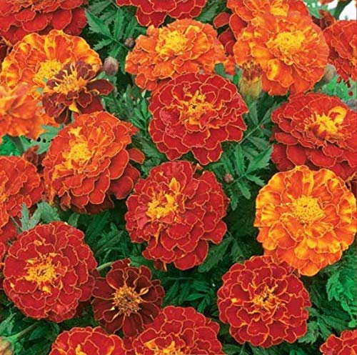 50 Marigold Tagetes Patula French Double Brocade Red Seeds - 50 Seeds