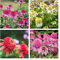 Sonnenhut Pflanze Samen Echinacea Blumen Geschenk Deko Blumensamen Mischung Gartendeko FüR DraußEn Sonnenhut Samen Bonsai Balkonpflanzen Winterhart Steingartenpflanzen Saat 100 Sonnenhut Samen