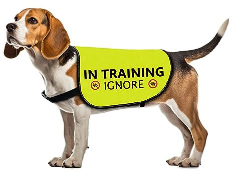 Training Hundejacke Weste im Training Ignorieren Hundeweste Hund Walking Slogan Warnweste (in Training Ignorieren-Large)