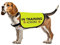 Training Hundejacke Weste im Training Ignorieren Hundeweste Hund Walking Slogan Warnweste (in Training Ignorieren-Large)
