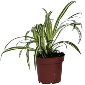 Plant in a Box - Spider Plant - Chlorophytum comosum 'Atlantic' - Height 25-40cm - Pot 12cm - Houseplant - Green