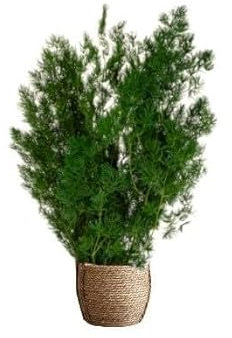 Plante Stabilisée en Pot Asparagus – Décoration Naturelle Sans Entretien – Végétaux Stabilisés Durables – Plante d’Intérieur Sans Arrosage