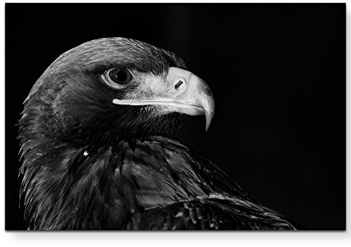 Paul Sinus Art Leinwandbilder | Bilder Leinwand 120x80cm Portrait eines Adlers – schwarz, weiß