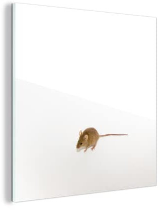 MuchoWow Glasbild Glasfoto Wandbild Bilder Deko 50x50 cm Maus - Tiere - Weiß