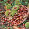 60 Stück esskastanienbaum kaufen samen esskastanie pflanze Edelkastanie - Seltene Pflanzen serie - nuss topfpflanzen ingarden gärtnern balkonpflanzen baumsamen zimmerpflanzen