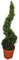 Cupressocyparis Leylandii 'Castlewellan Gold', Cipresso di Leyland, Pianta in Vaso, 100-110 cm