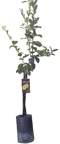 Pianta di Limone Mayer - Citrus lemon - H110cm inclusa fitocella