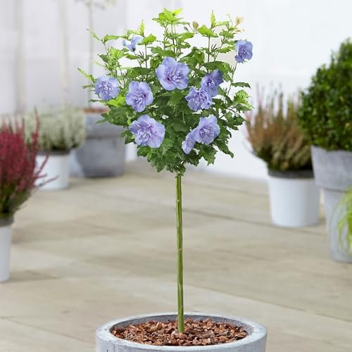 Hibiskus Blue Chiffon Baum, getopft, Zierbäume für kleine Gärten