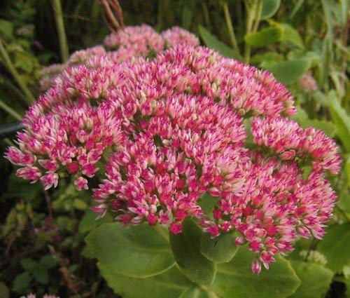 Sedum Emperor's Wave Sedum Telephium - 300 Semi a granel