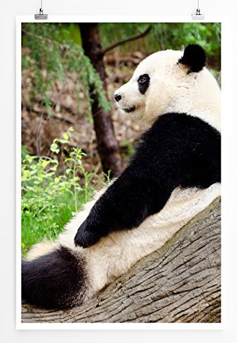 Eau Zone Home Bild - Tierbilder – Riesiger Panda bei der Pause- Poster Fotodruck in höchster Qualität