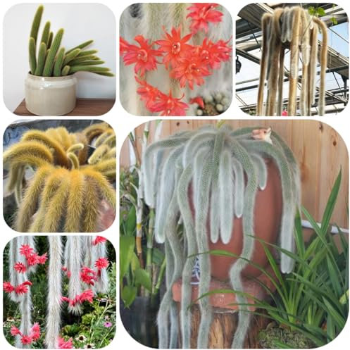 semi di cactus coda di scimmia - piante verdi piante rare semi cactus da ufficio bonsai da interno prodotti sostenibili balcone appartamento fiori decorazione del soggiorno 25pcs