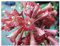 Streptocarpus dunnii - rote Strauchrose - Drehfrucht - 10 Samen