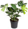 Monstera Deliciosa Planta Natural de Interior Costilla de Adán